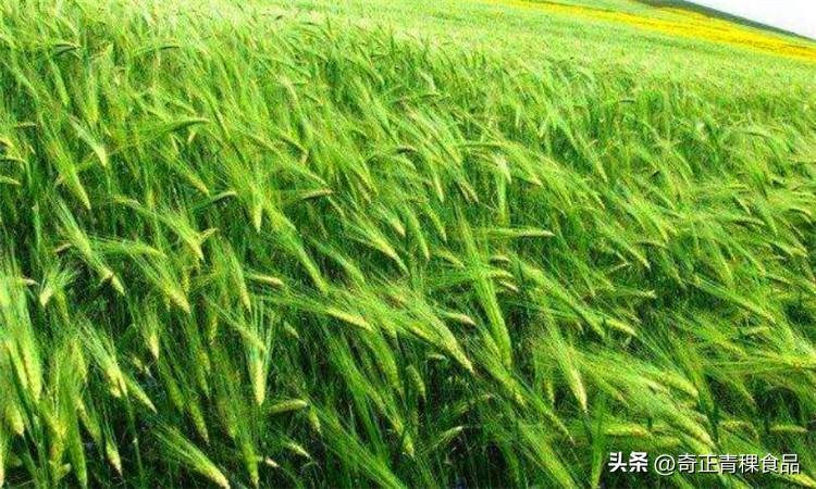 青稞是“西藏四宝”之首糌粑的主要原料 - 知乎