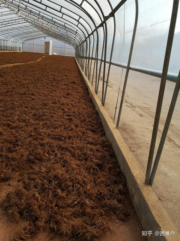 晒三七的小细节