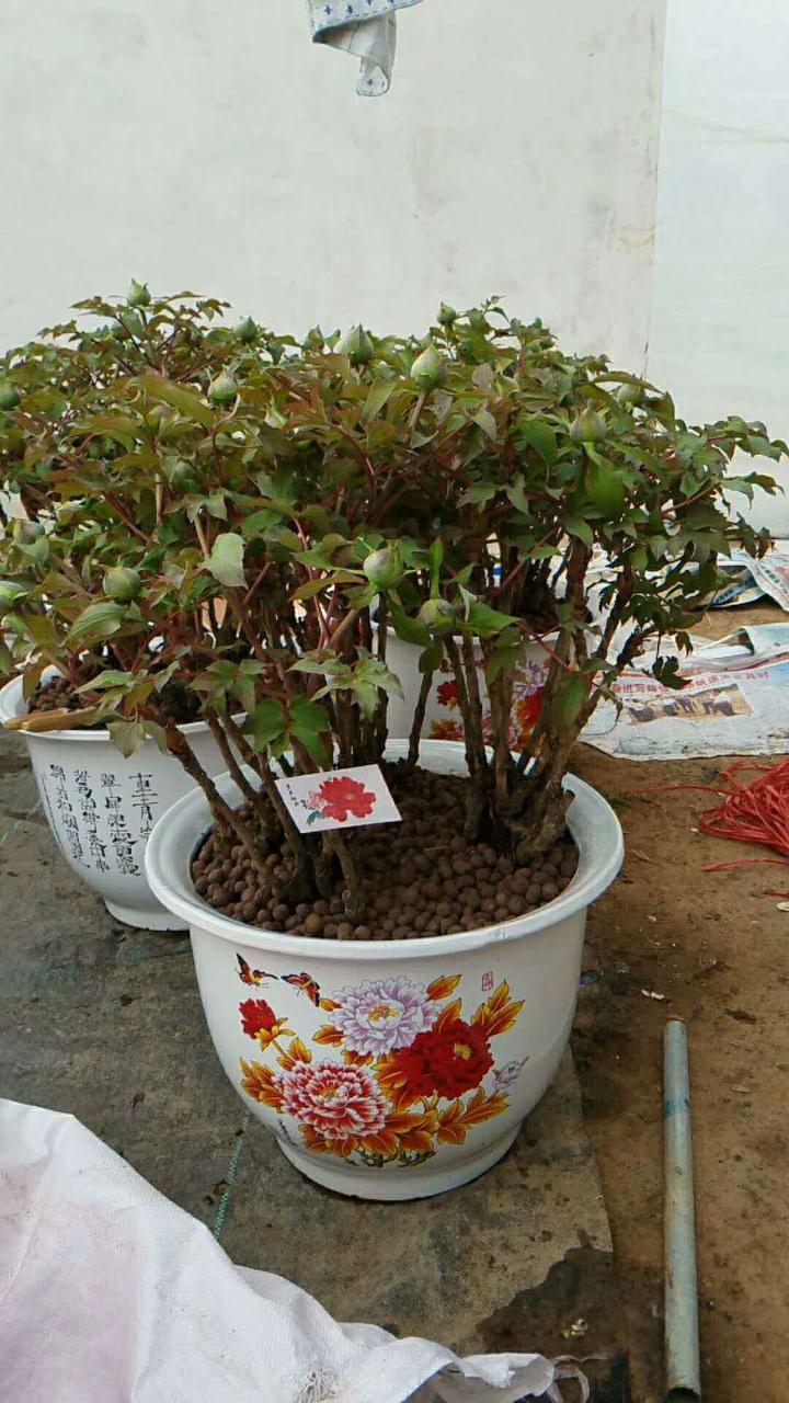 盆栽牡丹 需要每年翻盆换土吗 知乎 盆栽牡丹 需要每年翻盆换土吗 知乎