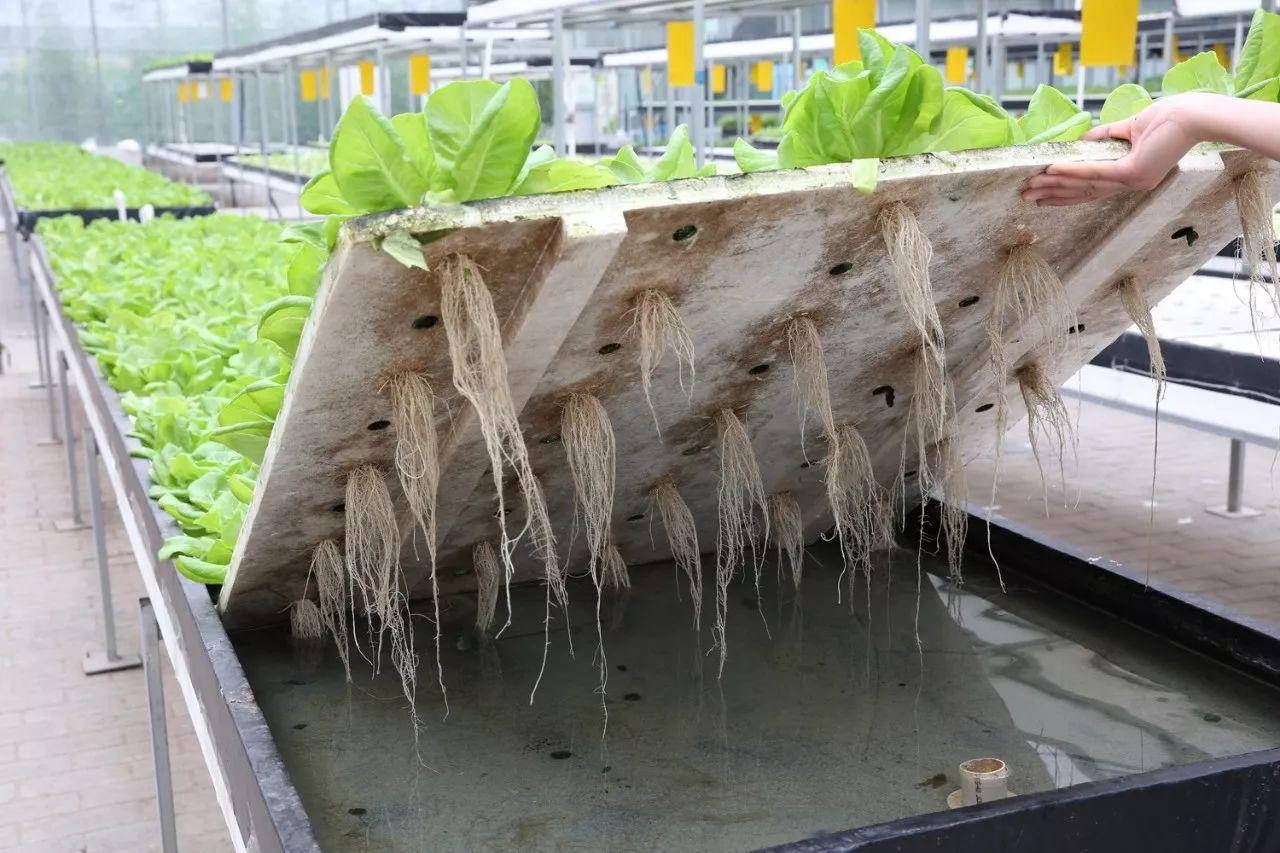 新农民技术贴三植物工厂的水培系统