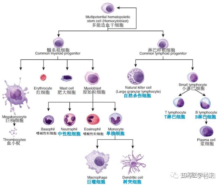 作為強大天然武器的人體免疫系統,你需要知道這些事 - 知乎