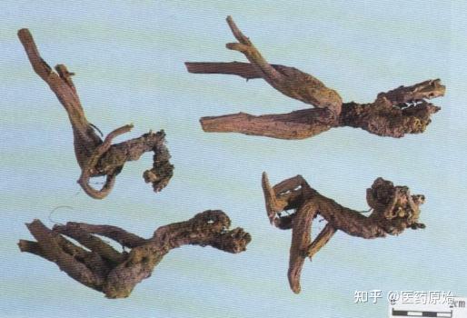 带你识别丹参 - 知乎