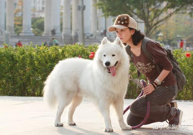 养狗，劝你别选“母犬”，这几点太“吓人”了！ - 知乎