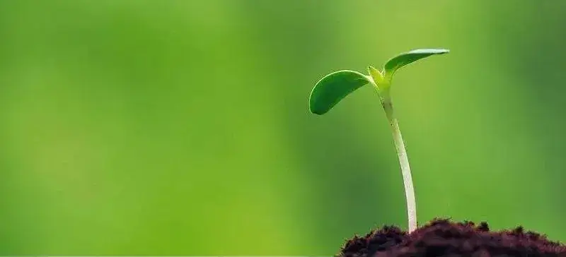 ipfs的种子已经伴随着filecoin主网的上线生根发芽,在未来将会产生更