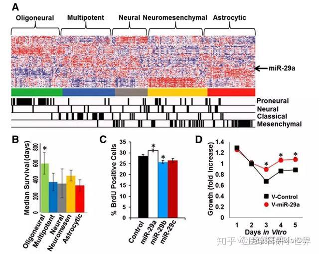 文献解读｜microRNA-29a激活胶质母细胞瘤？好文章只能这么写 - 知乎