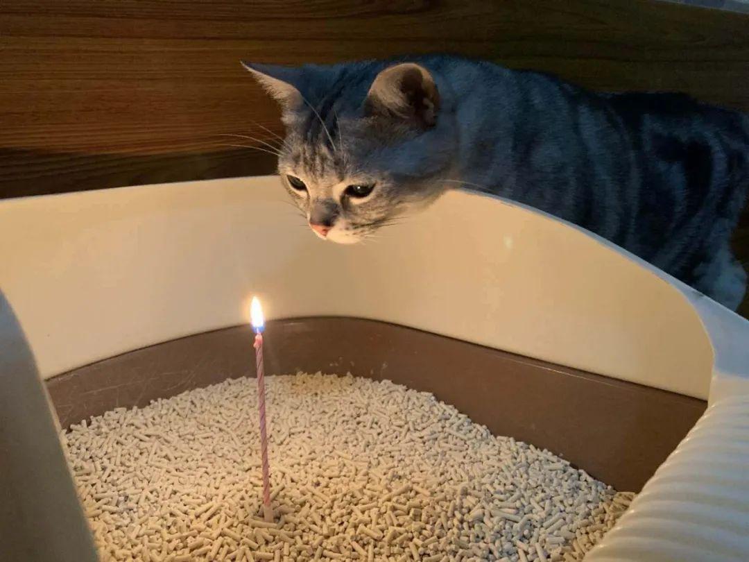 猫用生日杯形蛋糕 库存图片. 图片 包括有 开会, 杯形蛋糕, 蛋糕, 古尔德, 五颜六色, 发火焰, 生日 - 68713281