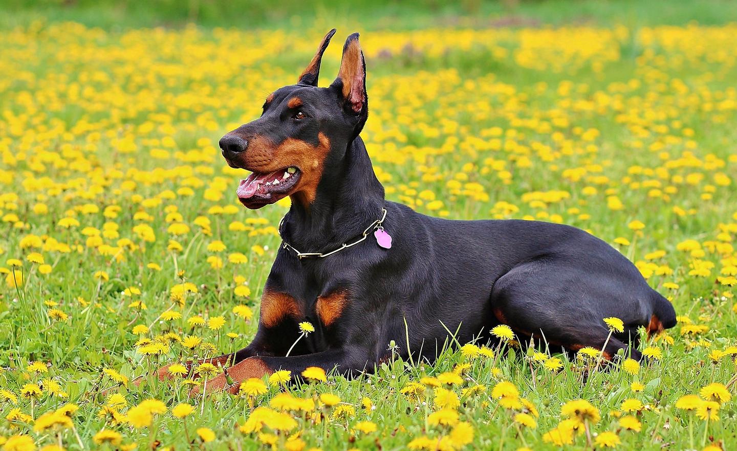 唯一以最早饲养人名字命名的犬种——杜宾犬Dobermann - 知乎