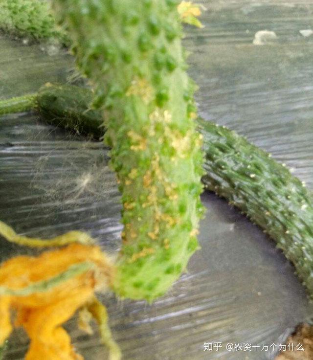 黄瓜炭疽病引起瓜条流胶