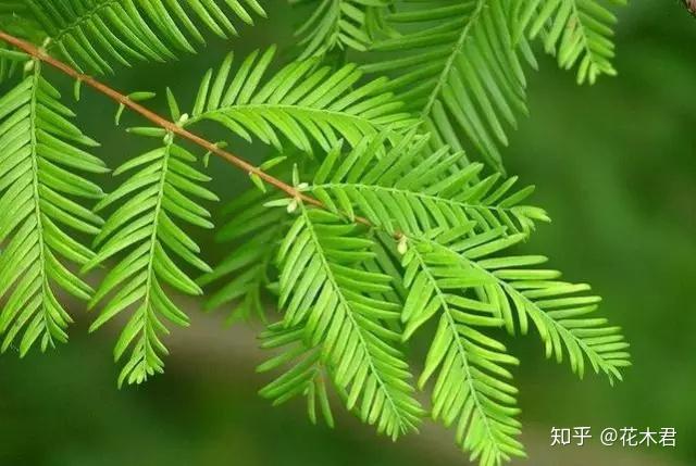 国宝级珍稀植物银杉、水杉、紫衫哪一种防癌? - 知乎