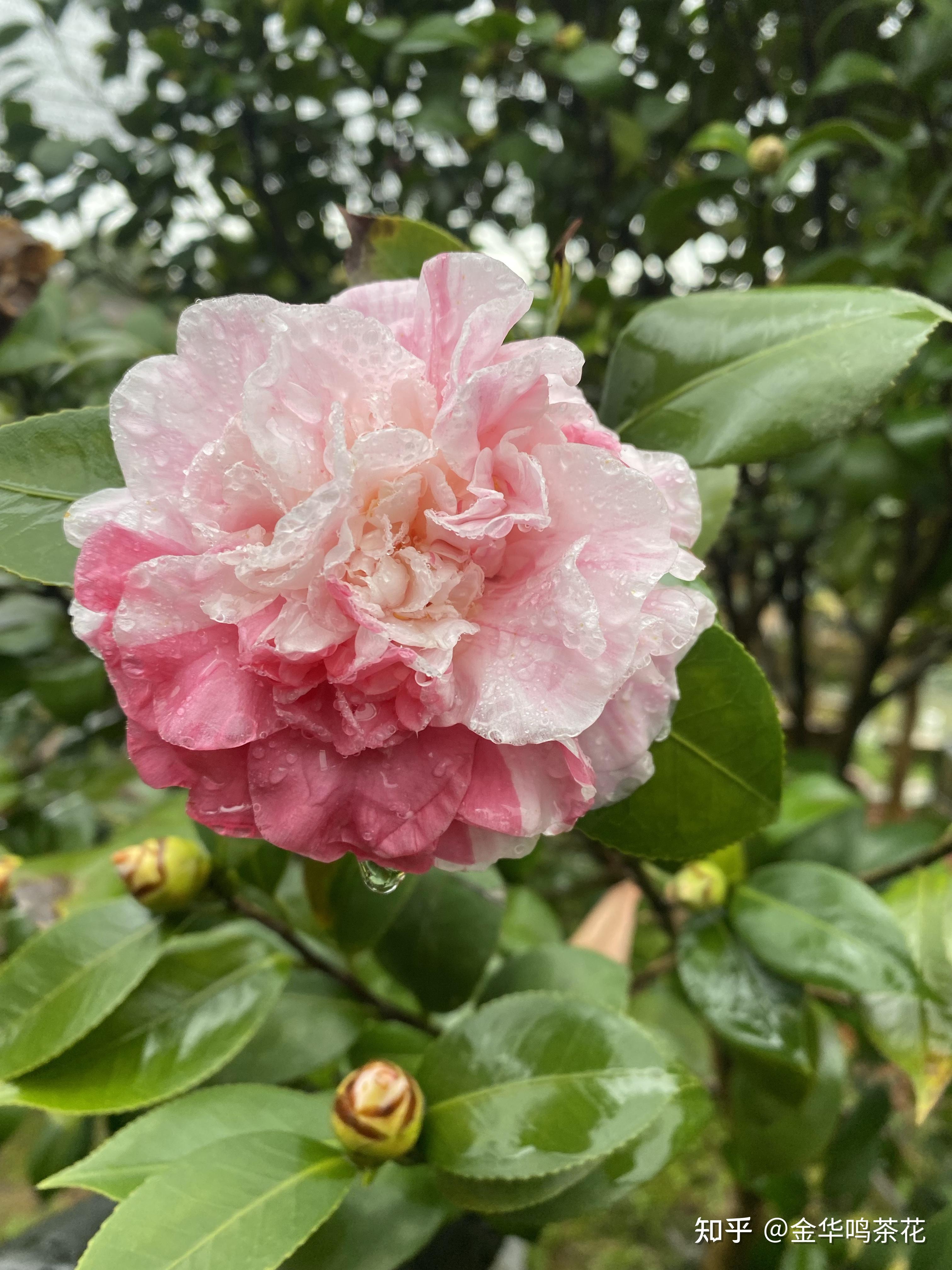 花宝珠茶花开了
