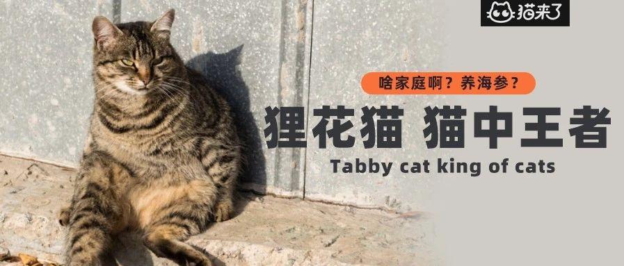 今天我要为橘猫平反 狸花猫才是真正的猪 知乎