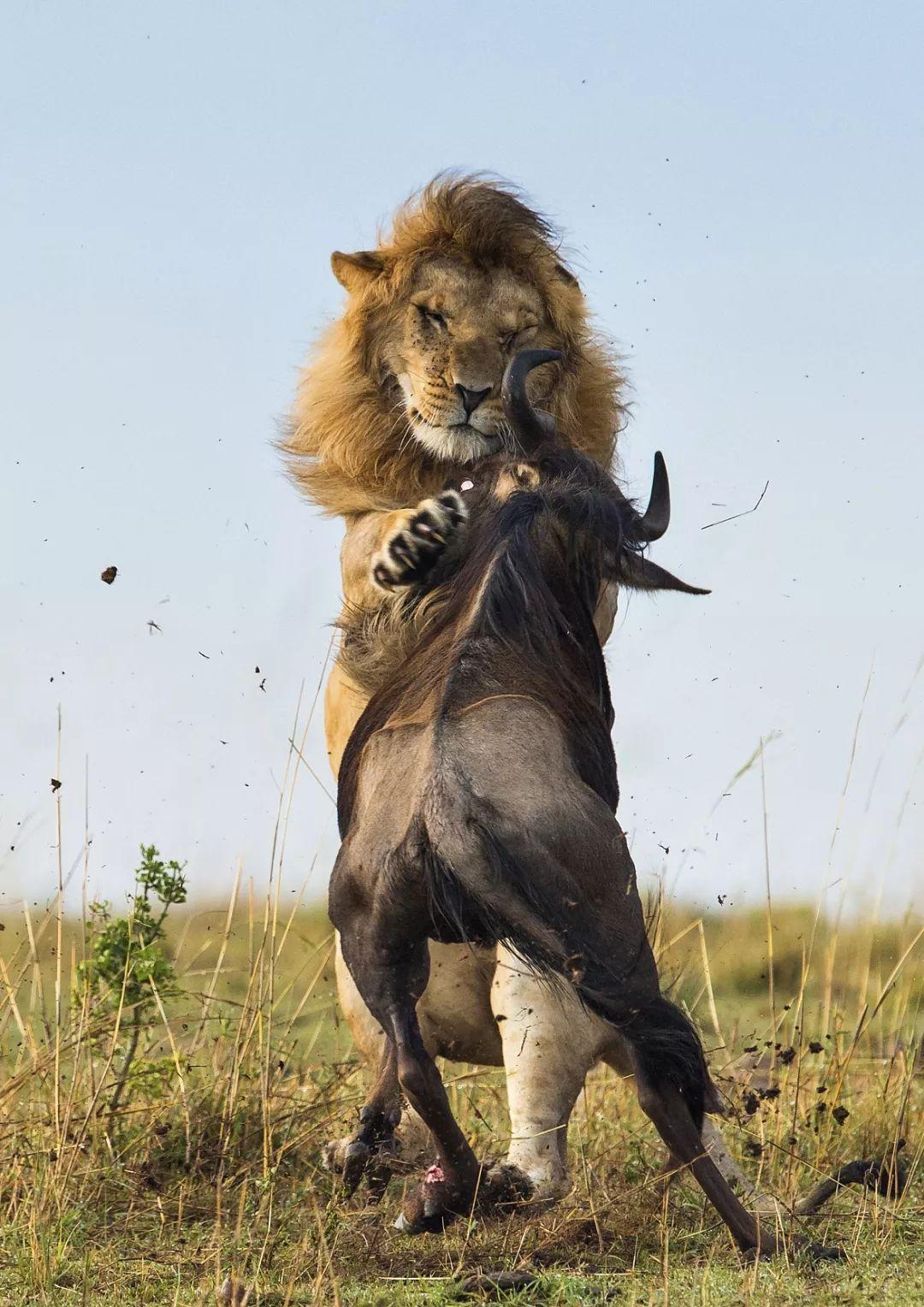 狮子捕猎一只怀孕的斑马 扑倒在地进行撕咬斑马无能为力太残-千里眼视频-搜狐视频