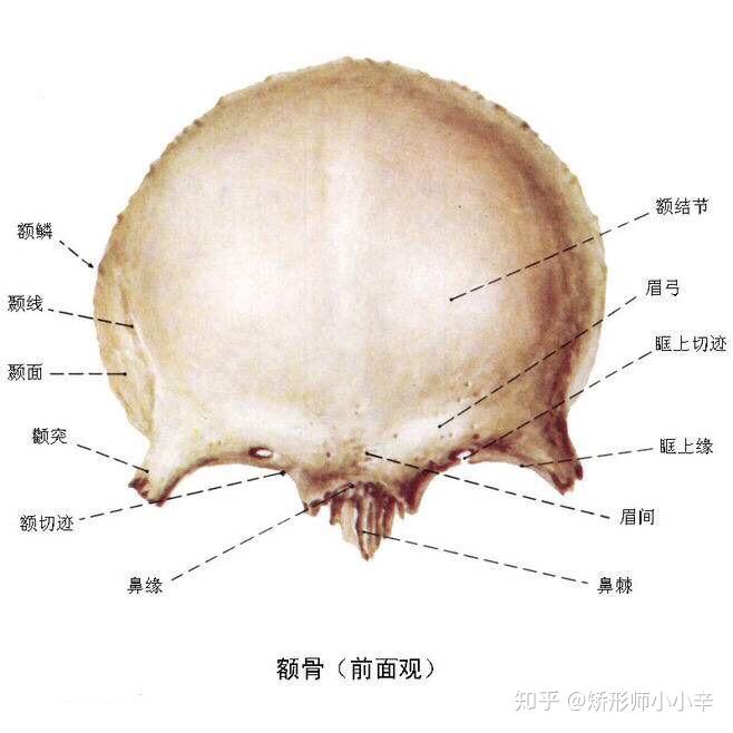 额切迹具体在什么位置 知乎