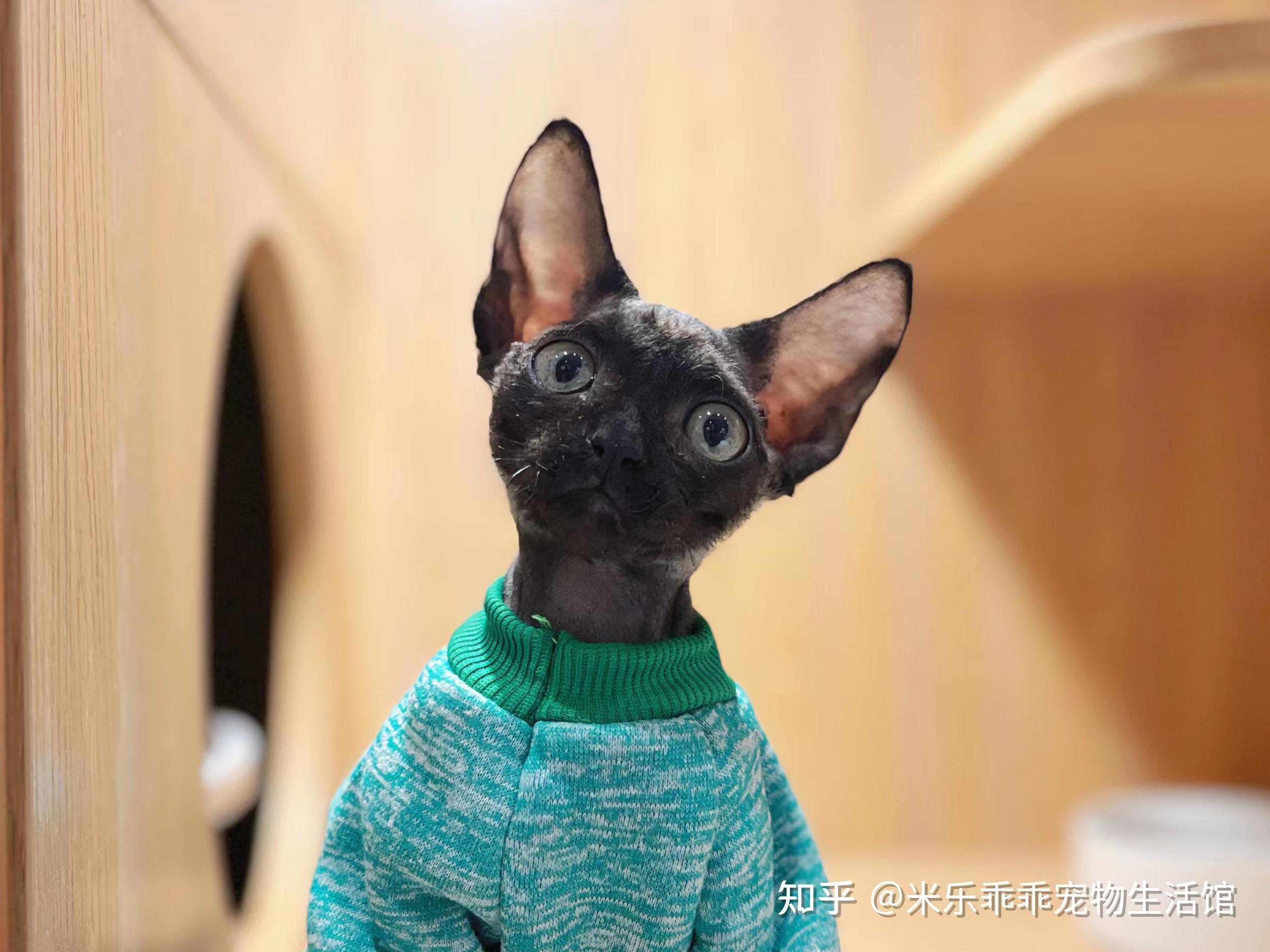 其他猫舍不会告诉你的德文卷毛猫大实话 - 知乎