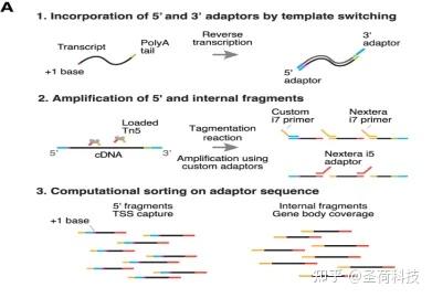 【文献解读】转座元件在早期胚胎发育中的表达调控机制 - 知乎