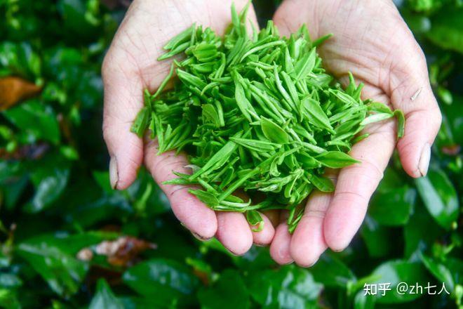 中国“最有名”的10种绿茶?你喝过几种? - 知乎