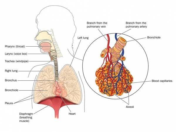 总是下背痛 当心是横膈膜功能障碍 知乎