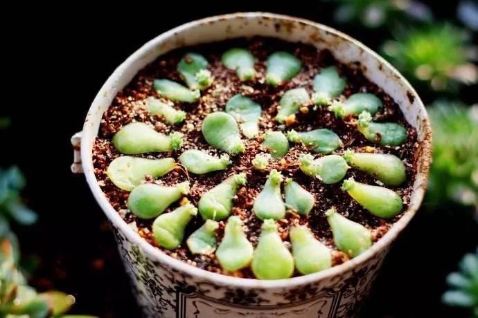 叶插多肉大概多少天出芽