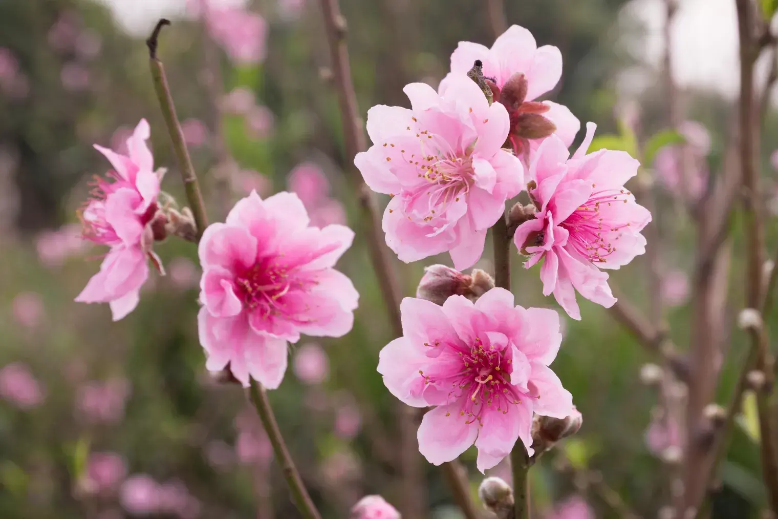 有哪些意境优美的古诗词?