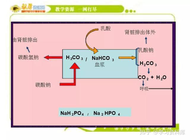 3/h2co3 na2hpo4/ nah2po4 离子渗透压:与无机盐有关,细胞外液渗透 