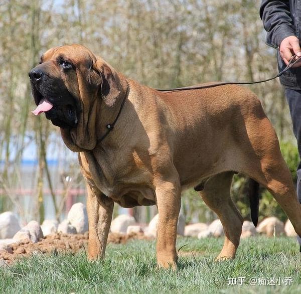 世界公认十大“猛犬”排行榜，见到记得要绕道走！ - 知乎