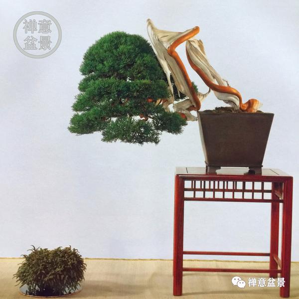 高档桂花盆景图片大全 精品桂花盆景图片 山东桂花盆景图片