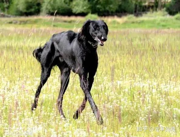 为何很少看到有人养“细犬”,这些原因太现实了! - 知乎