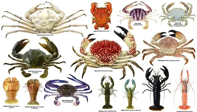 螃蟹品种大全名字图片