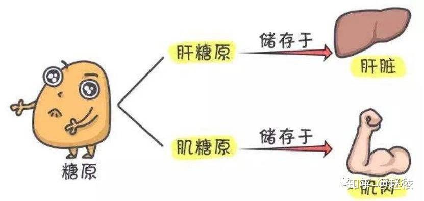 认识糖-它是身体能量的主要来源 - 知乎
