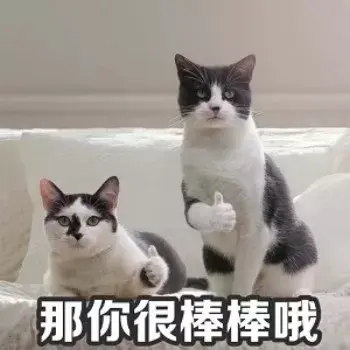 如何让猫咪认识到自己的错误 并深刻反省改正 知乎