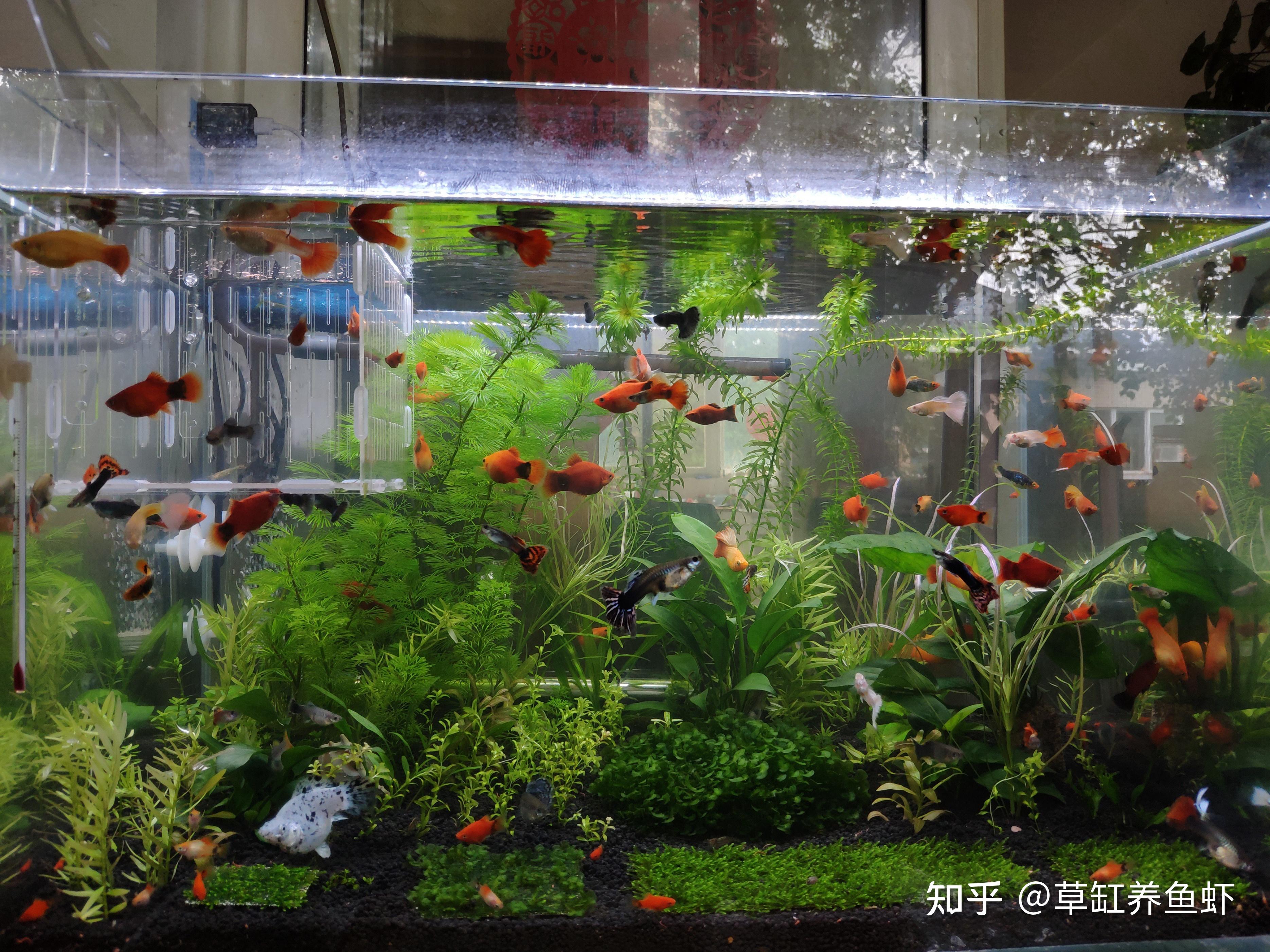 4种皮实好养的小鱼,都非常好养,新手养鱼就选它们 - 知乎