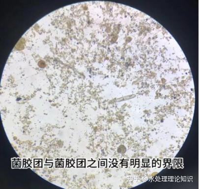 活性污泥微生物镜检知识，读完你就全懂了！ - 知乎