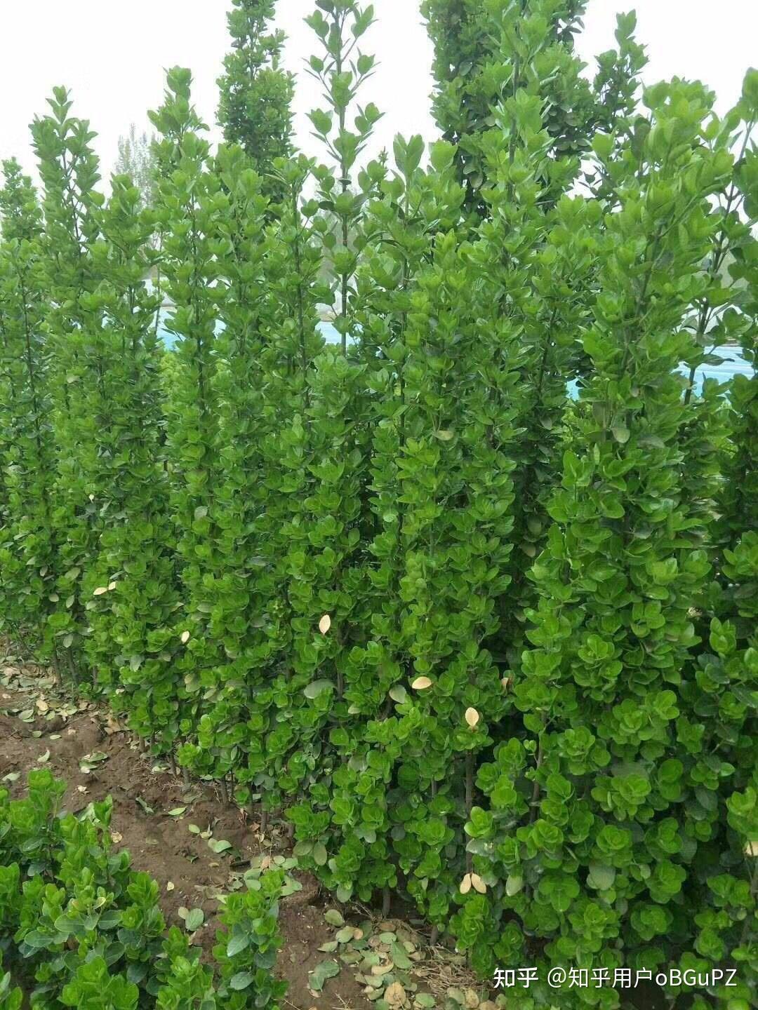 北海道黄杨树苗又叫冬青大叶黄杨树苗,一年四季常绿用篱笆墙