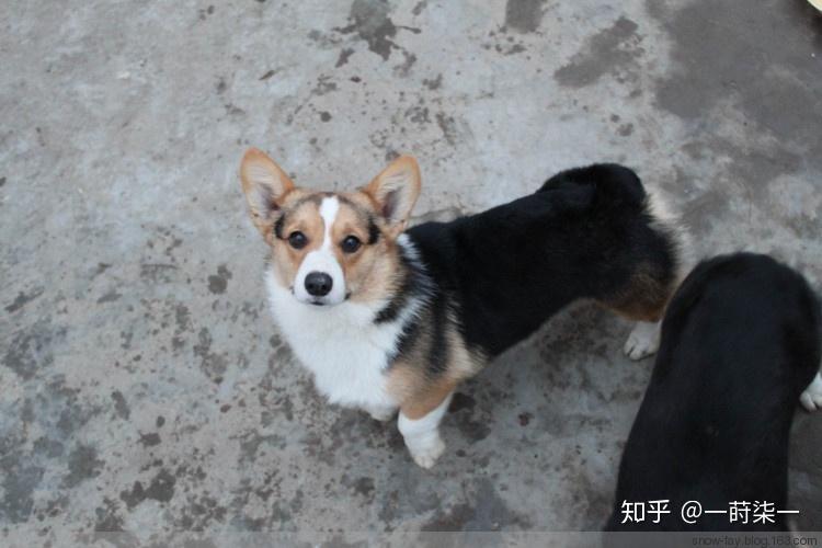 我俩前两天刚来了两只小柯基,但他们是黑色的,想问一下这是柯基吗?