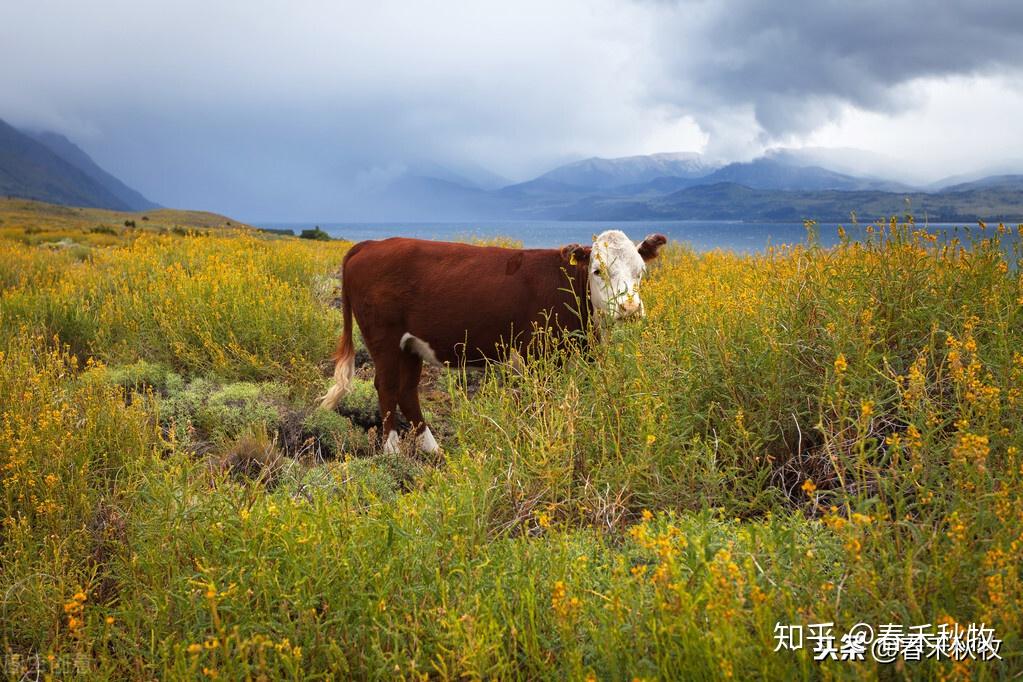 牛排从牧场到餐桌之产地篇:阿根廷 - 知乎