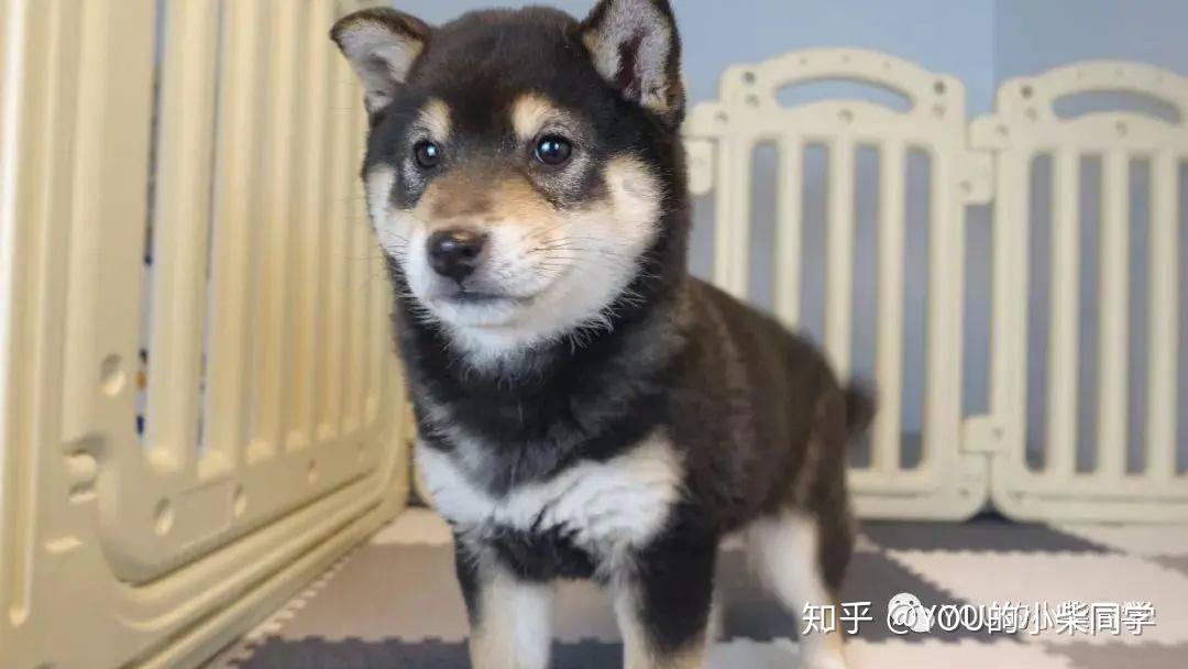 黑柴贵吗?黑色柴犬多少钱一只 - 知乎