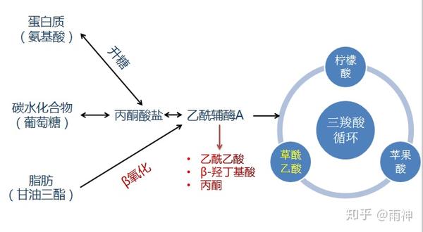 彻底搞懂生酮饮食 - 知乎