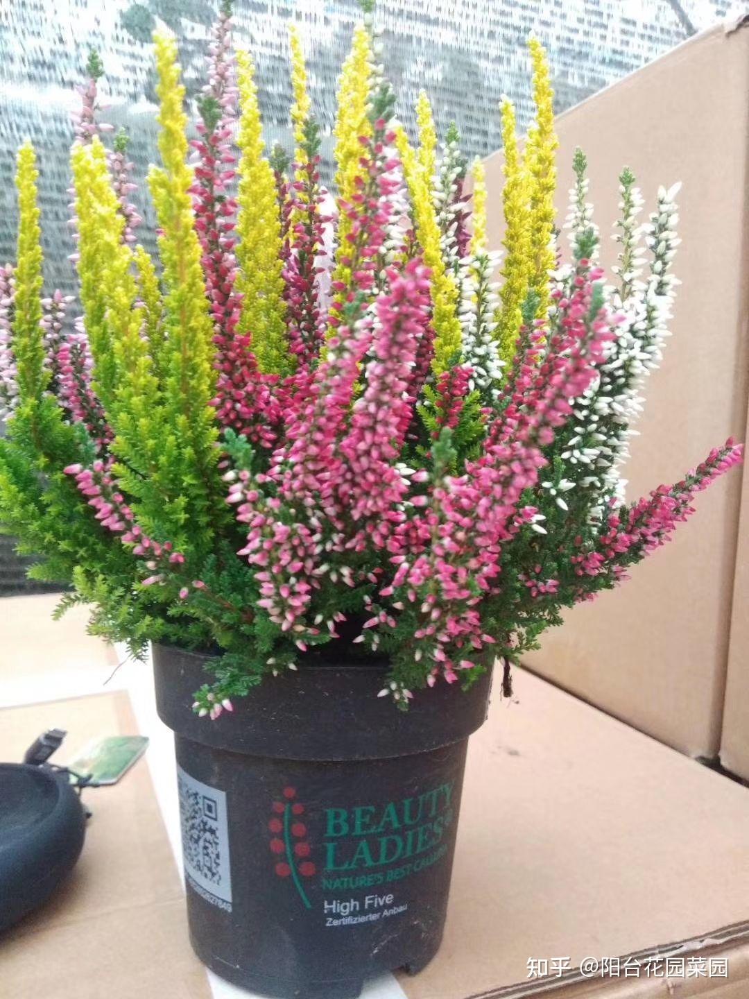 8种“昂贵花”,工薪族“舍不得”买,但是太好看,有钱要买个遍-比较贵的花材是什么花