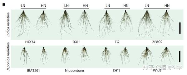 Nature plants | 南京农业大学农学院李姗课题组揭示水稻籼粳亚种根系构型对外界氮响应差异的分子机制 - 知乎