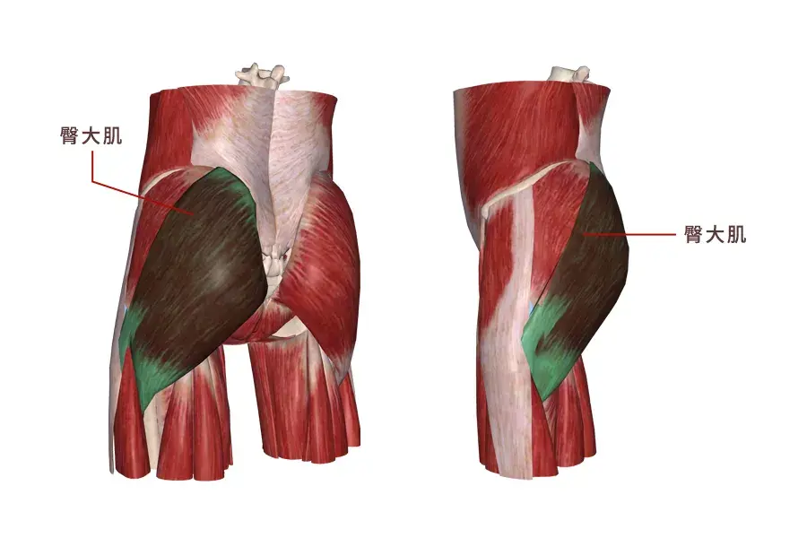 【肌肉科普】探讨身体肌肉—臀大肌