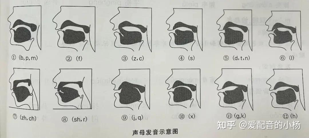 基础发音—b、p、m、f发音及练习 - 知乎