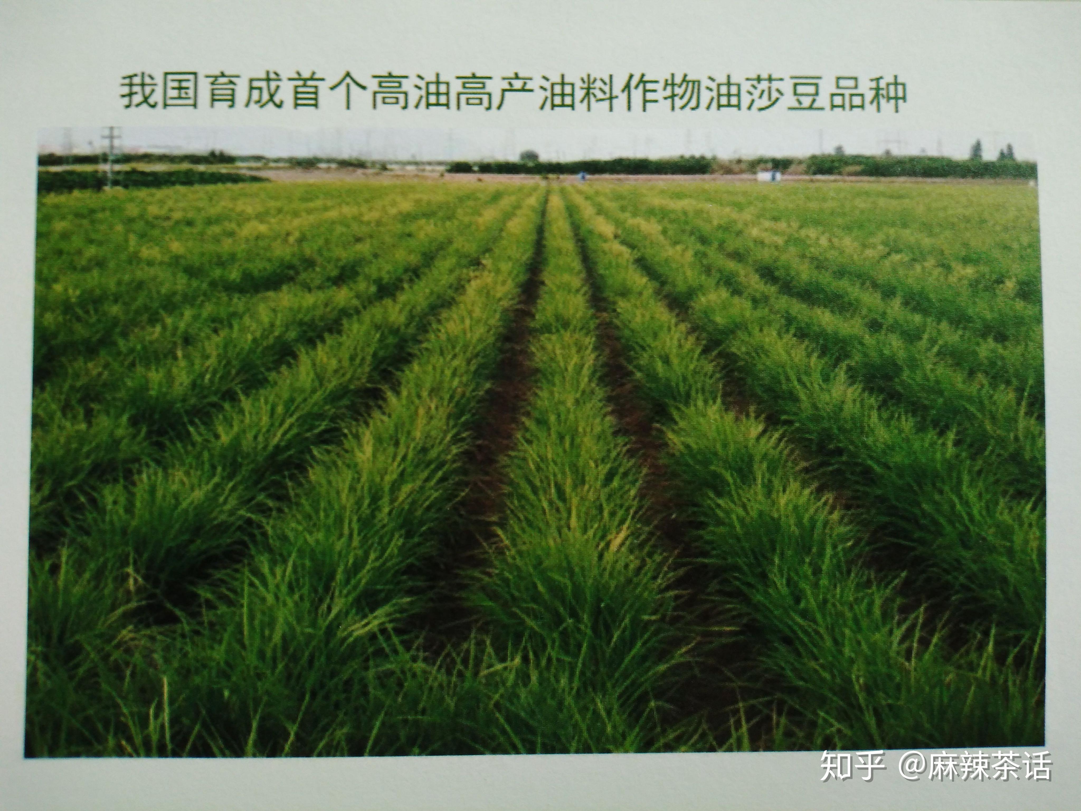 原因不在油莎豆,而在当时中国的科技水平不济.