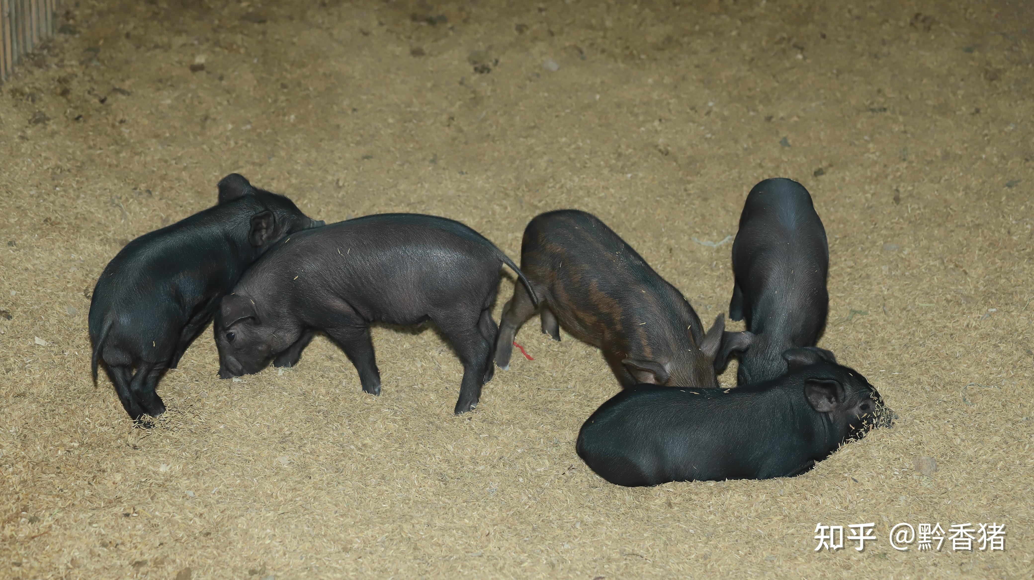 黑猪养殖如何才能使其更好的生长,以下几点养猪人要知道