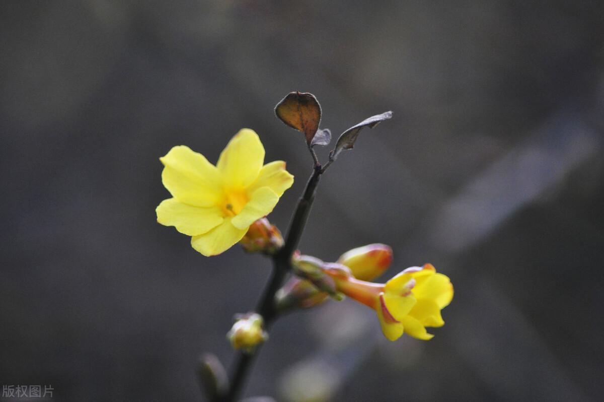 新年新春花兒迎春迎春花你養好了嗎