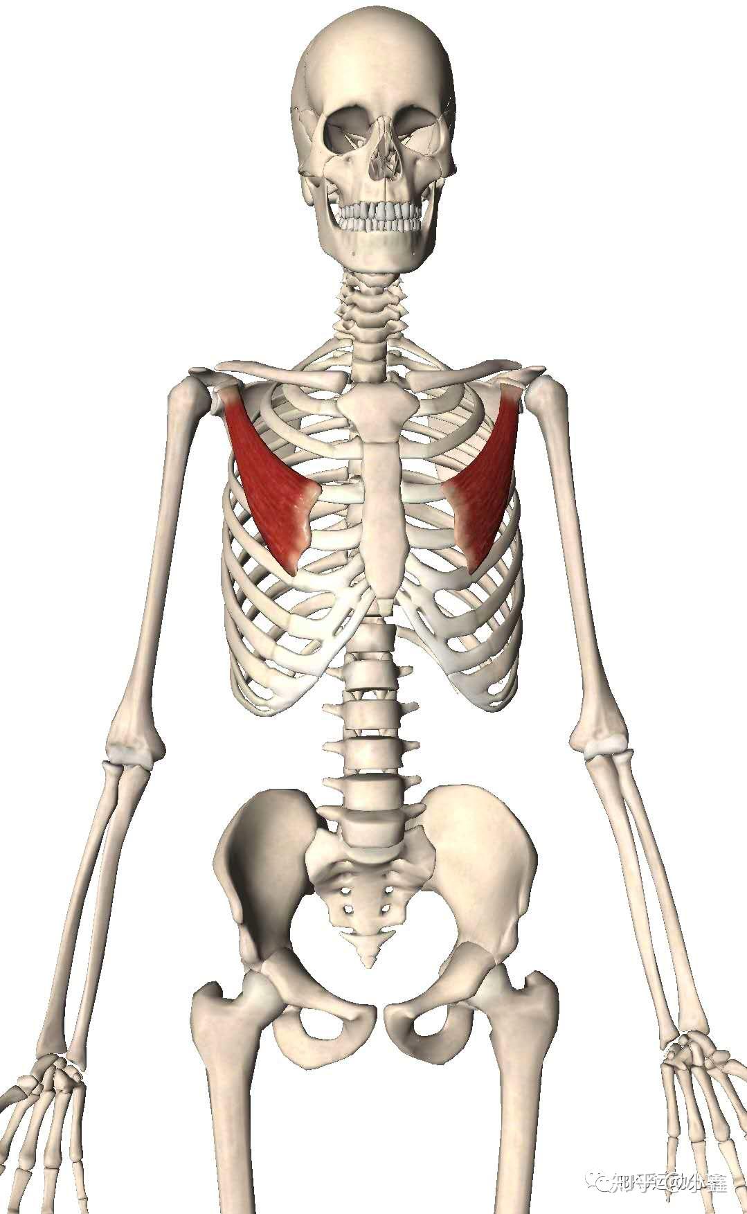 深度学习：健身需要懂点解剖学！上肢肌肉解剖及功能讲解_部位