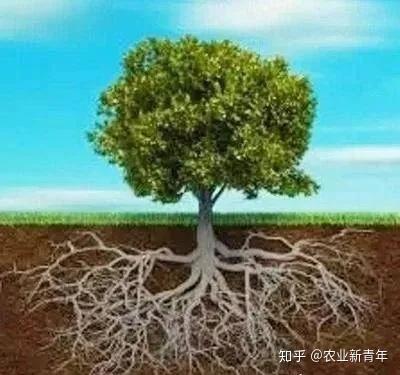 果树的一生喜好！种了一辈子果树的你懂这些知识吗？ - 知乎