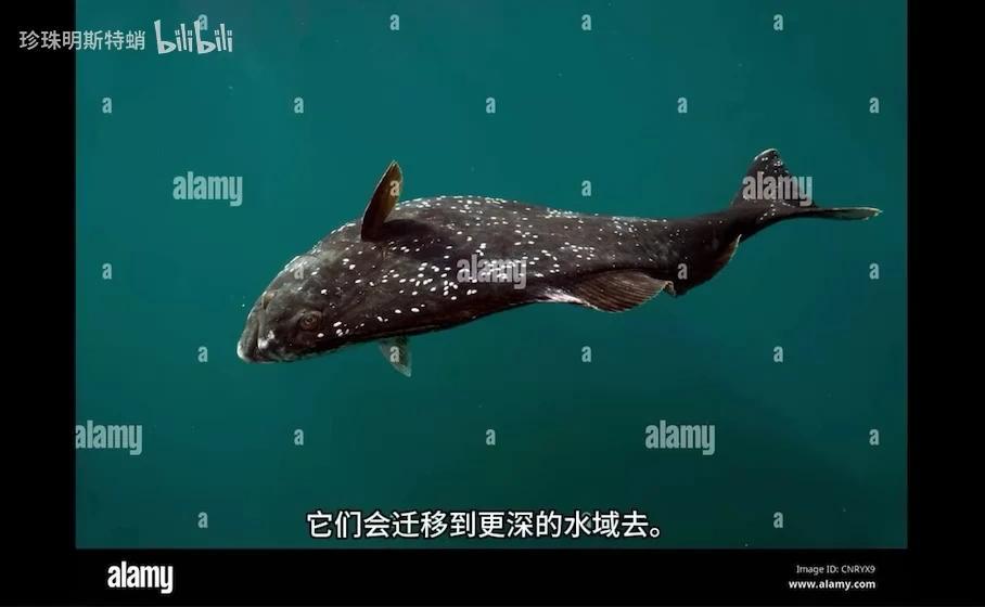 你可能吃过的“巨型比目鱼” 最大鲽形目-庸鲽属的简单介绍 - 知乎