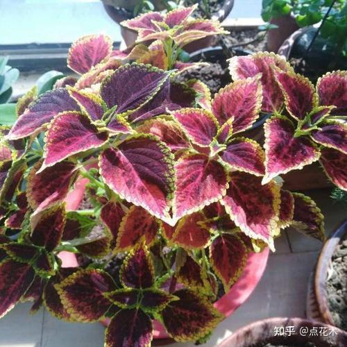 彩叶草的扦插养殖方法和注意事项