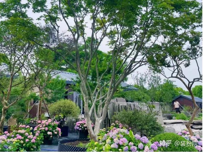 青岛装扮院花园设计│冬天耐寒的庭院植物有哪些？ - 知乎