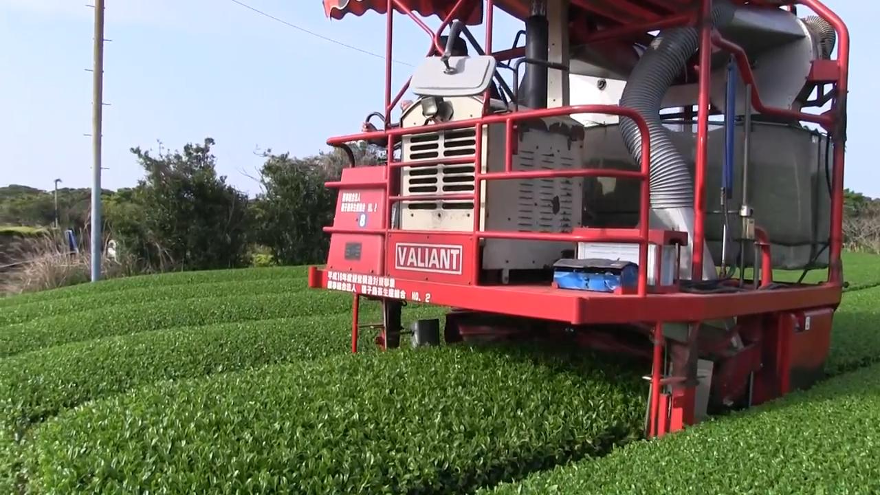 德国采茶机器人图片